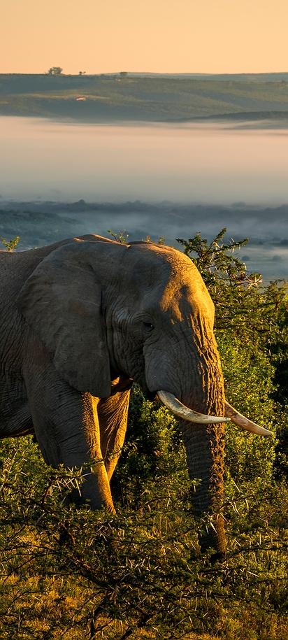 an African bush elephant (Loxodonta africana)