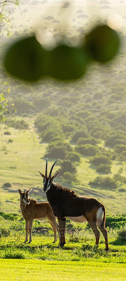 Common Eland in Southern Africa