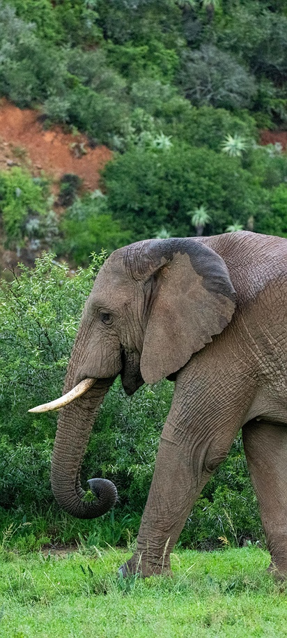 African elephant wildlife