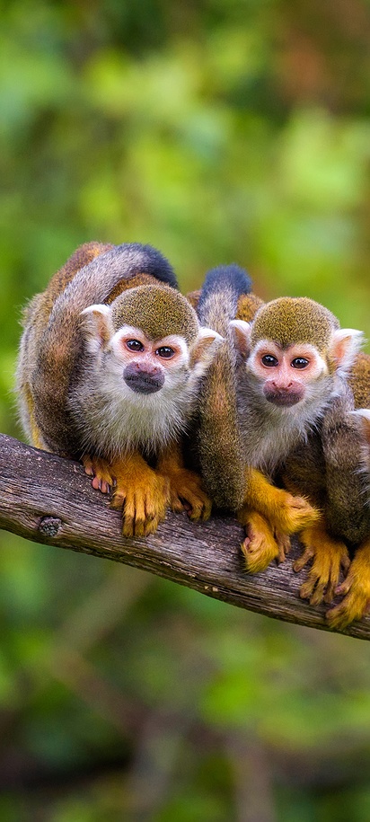 Group of Squirrel monkeys in Peru
