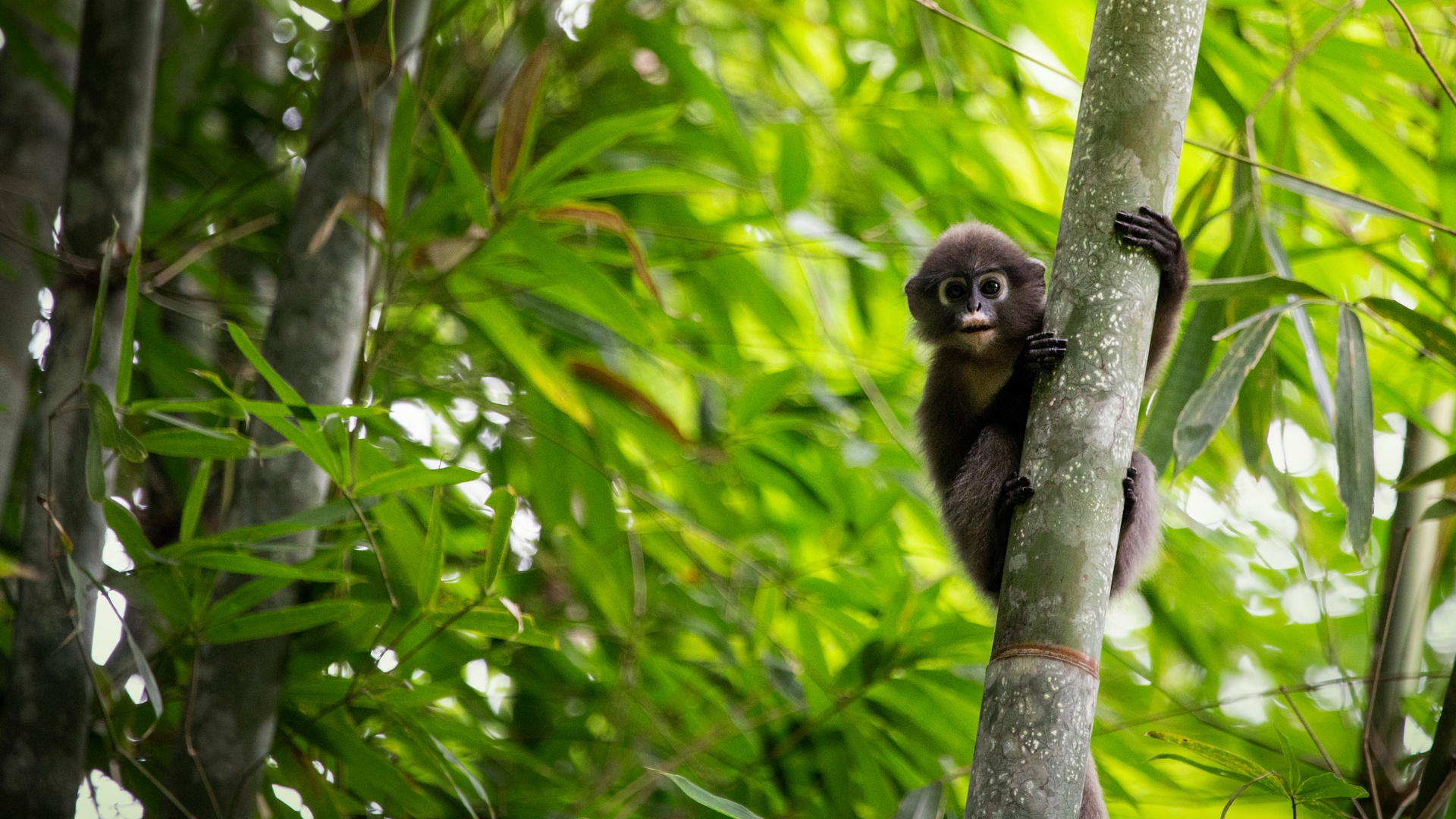 Dusky Leaf Monkey at Elephant Hills
