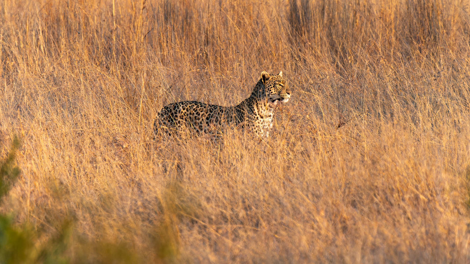 Southeast African cheetah