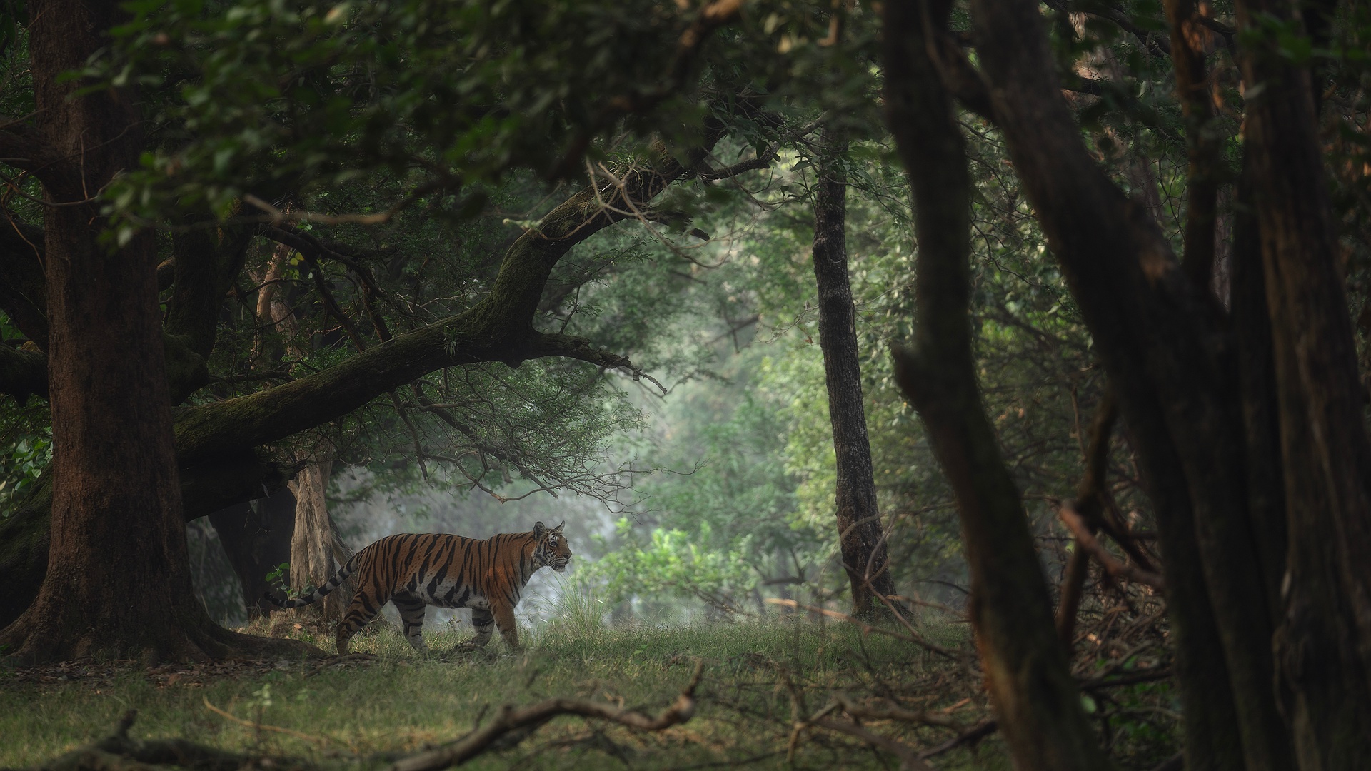Tiger walking around