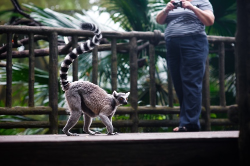 Ring-Tailed Lemur Walks