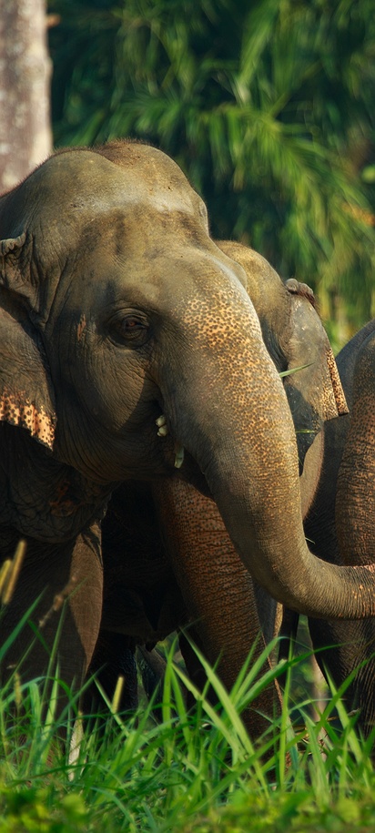 Two elephants, likely in Thailand