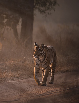 Bengal tiger in India