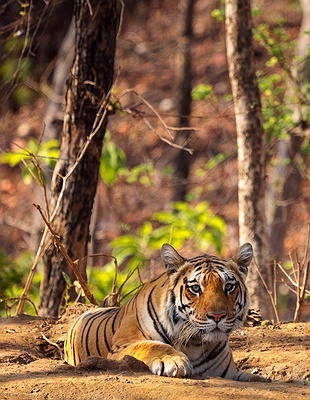Bengal tiger in India