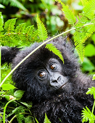 Chimpanzee in Rwanda