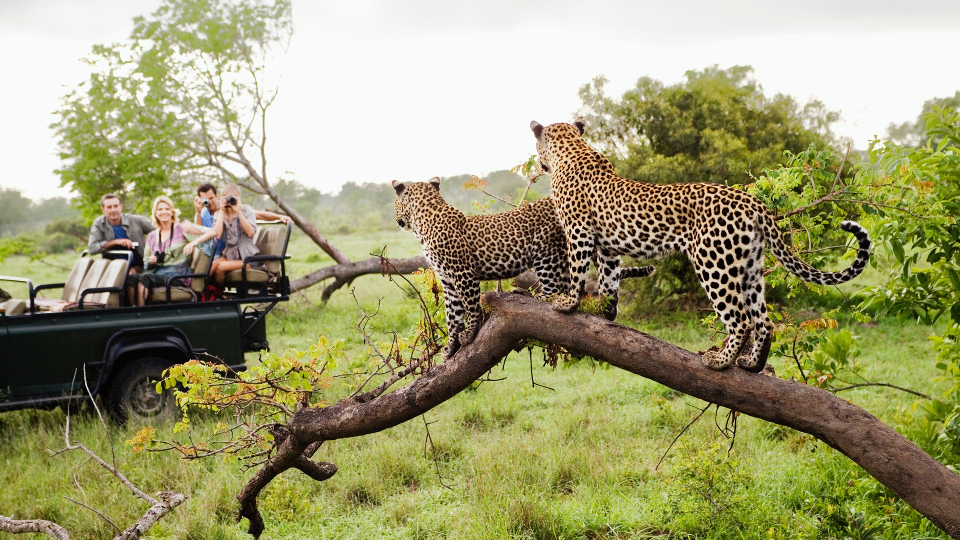 South Africa wildlife