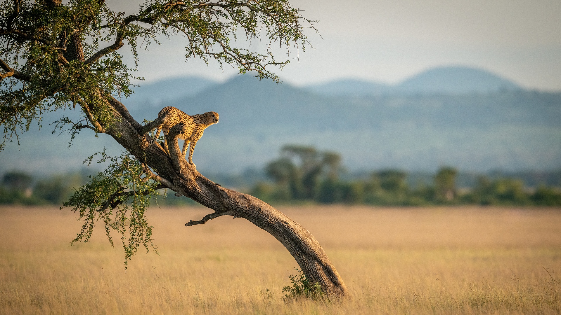 cheetah in Serengeti National Park