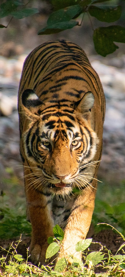 Sumatran tiger in Ranthambore National Park