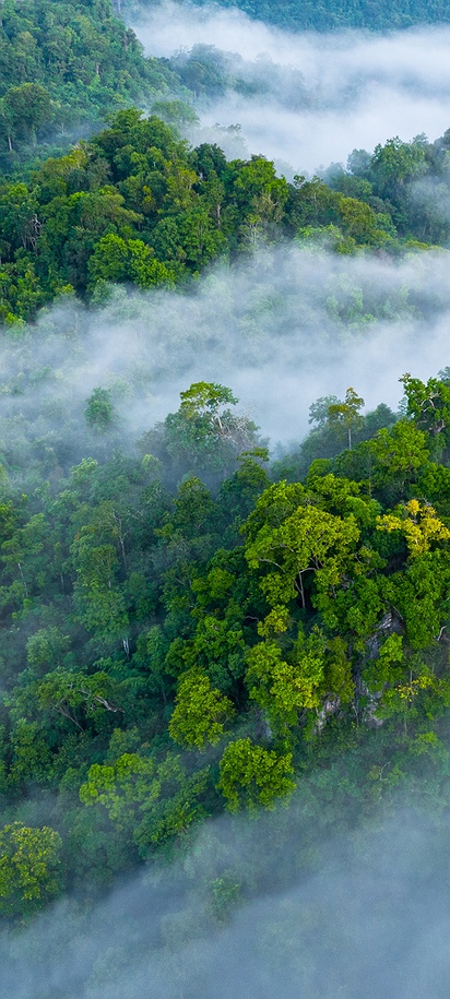 Amazon rainforest in South America