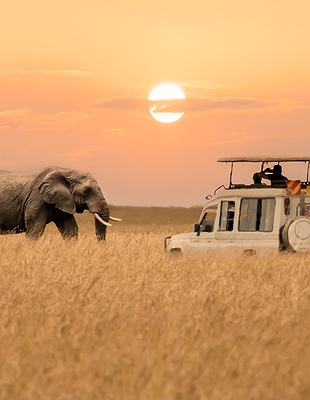 Elephants at Maasai Mara