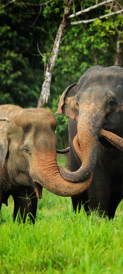 Asian Elephant Hills in Khao Sok National Park