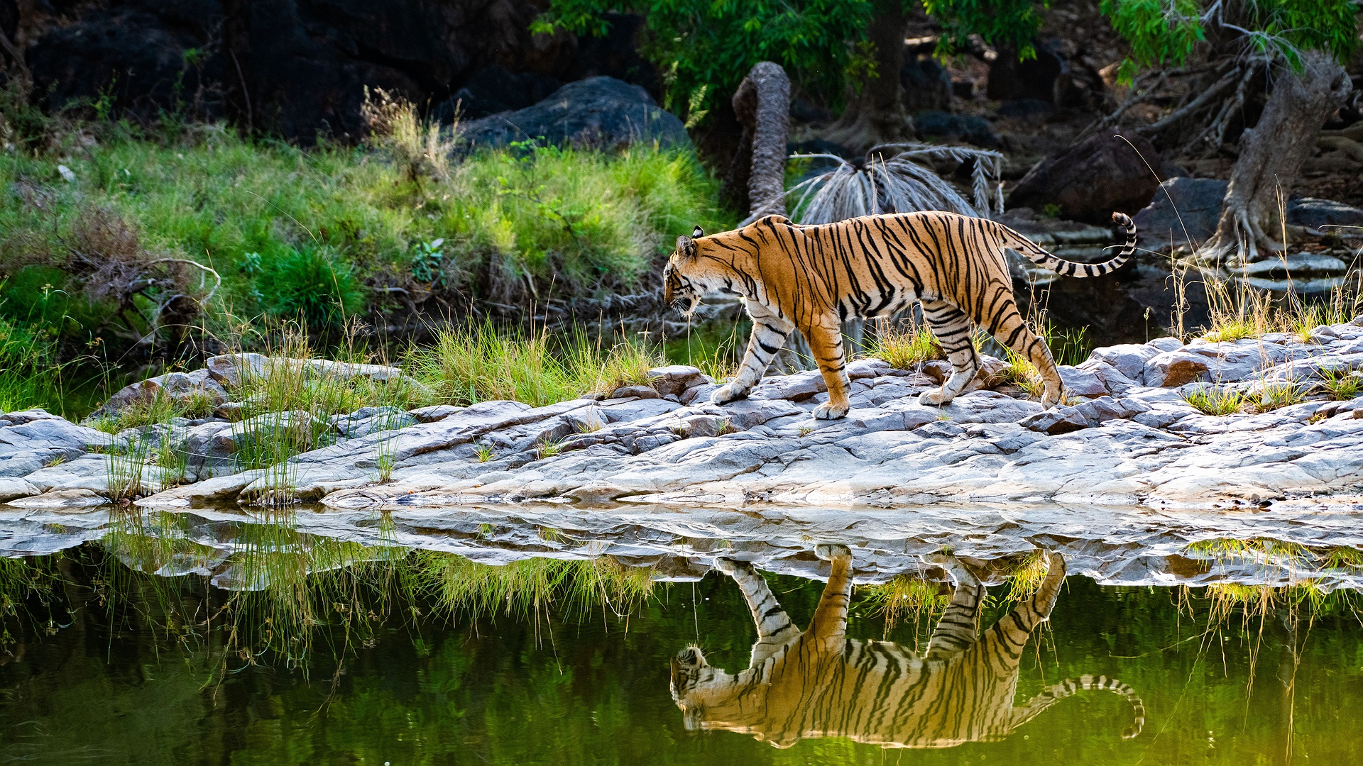 Bengal Tiger in Ranthambore National Park