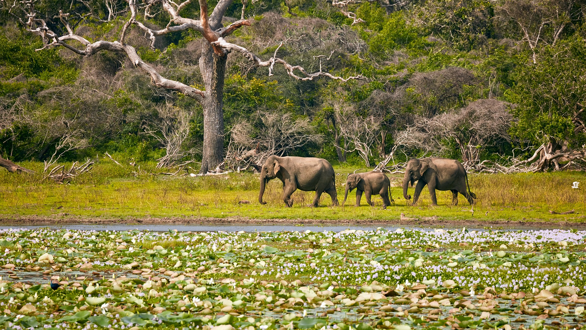 Sri Lankan Elephants