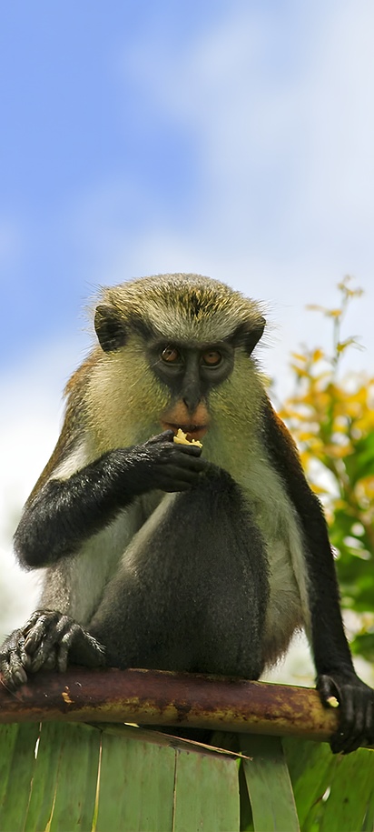 Mona monkey in Caribbean island of Grenada