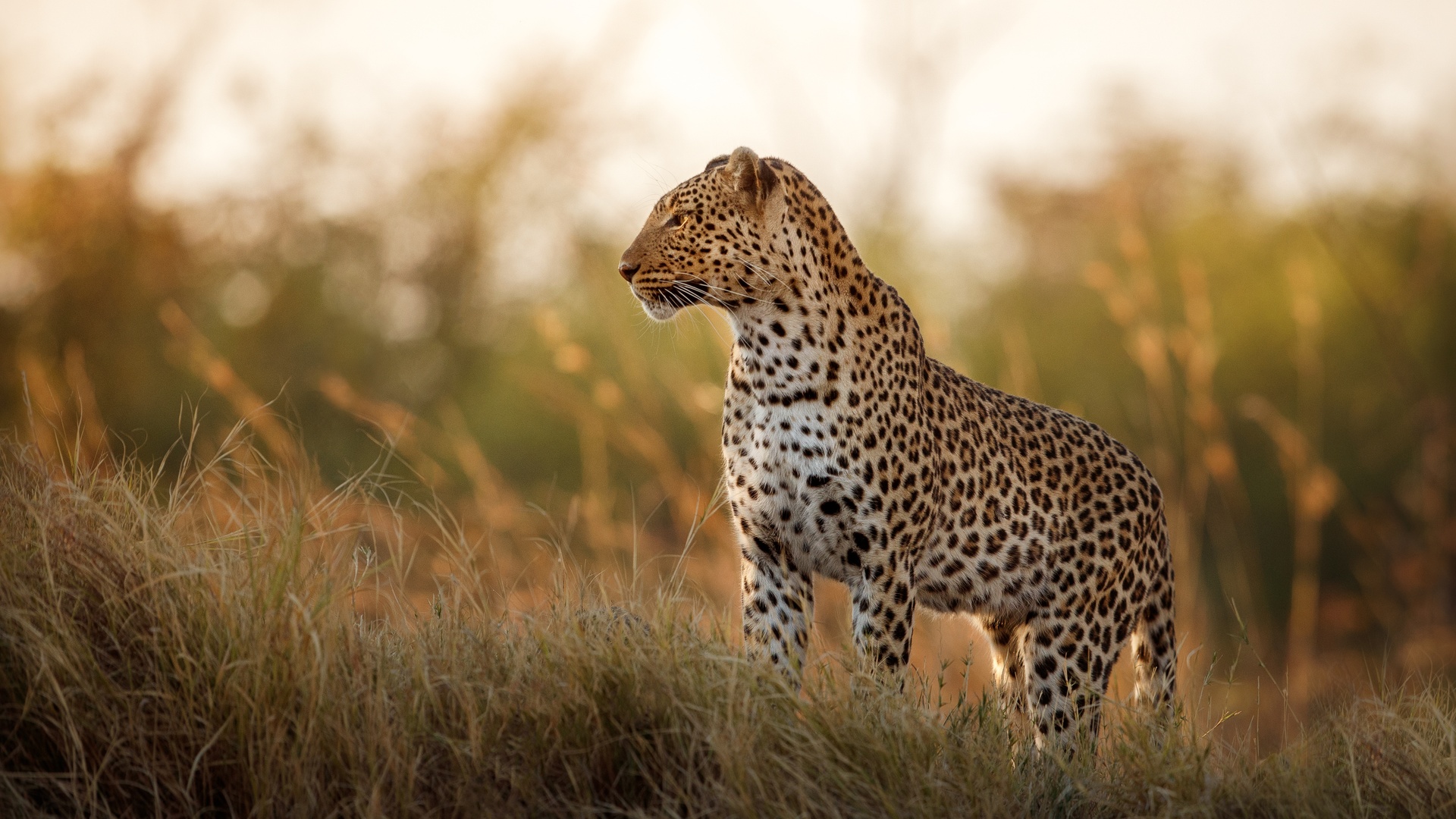 African leopard