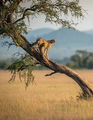 cheetah in Serengeti National Park