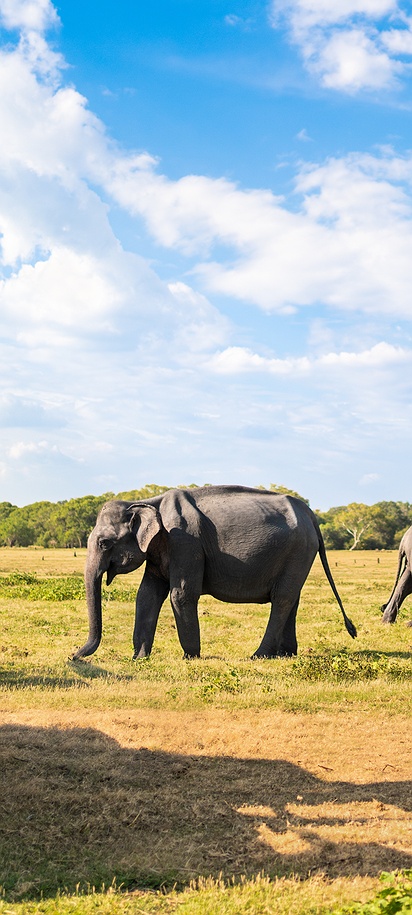 Herd of Sri Lankan elephants