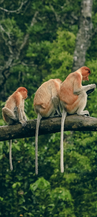 Proboscis monkey in Borneo