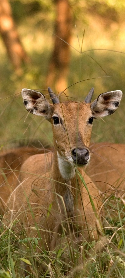 Blue Bullin Sariska Tiger reserve