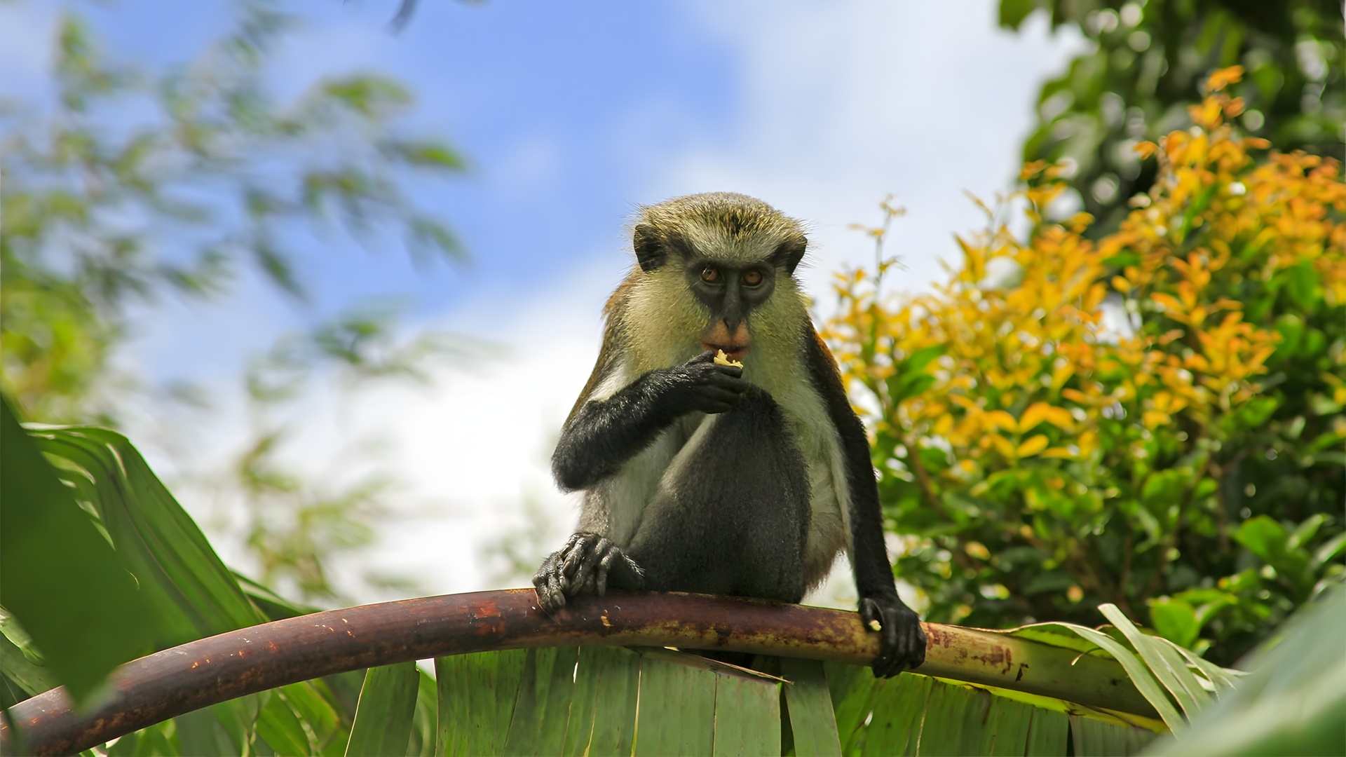 Mona monkey in Caribbean island of Grenada
