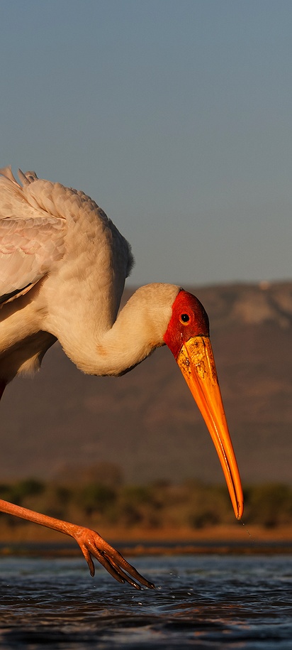a Yellow-billed stork (Mycteria ibis)