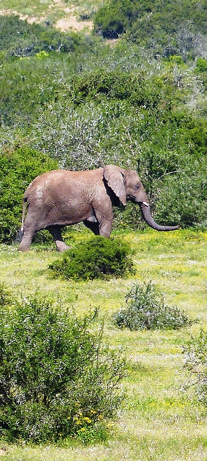 group of African elephants in Savanna