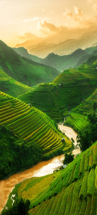 iconic terraced rice fields of Vietnam