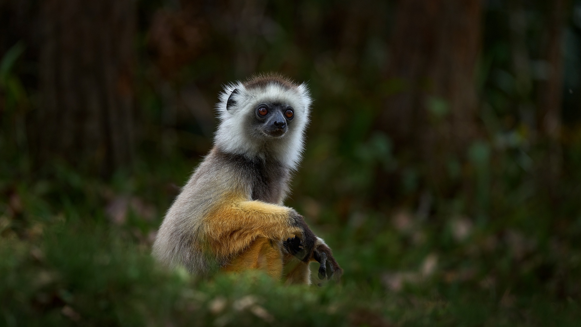 Diademed sifaka (Propithecus diadema)