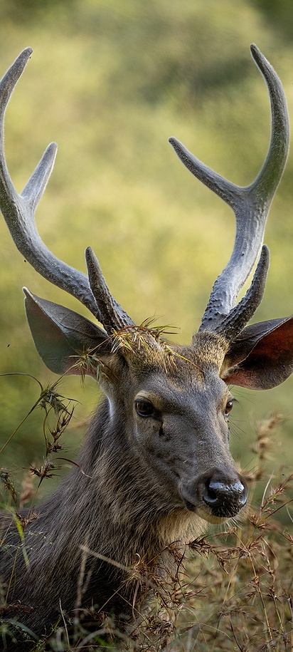 Sambar deer in Ranthambore National Park