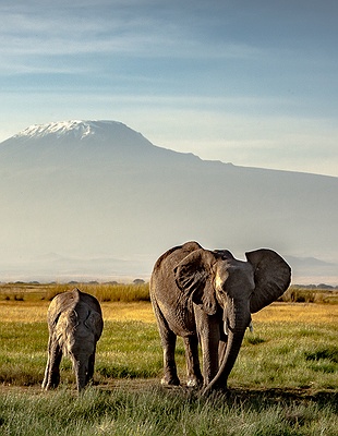 elephants are walking 