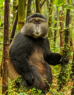 Chimpanzee in Rwanda