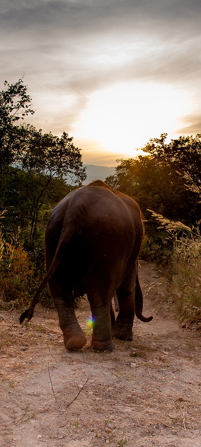 Elephant experience at Bush Camp Chiang Mai