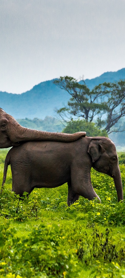 Sri Lankan elephants