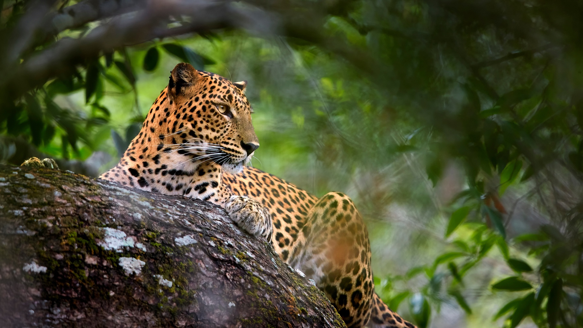 Sri Lankan leopard (Panthera pardus kotiya) resting on a tree branch