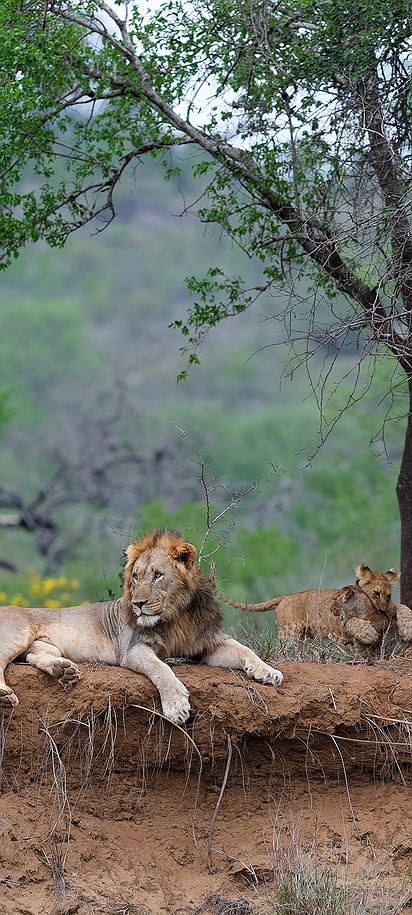 a pride of lions resting on a riverbank in South Africa
