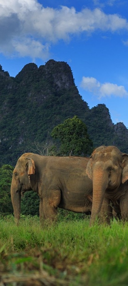 Unique Elephant experience