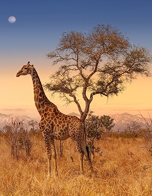 Wildlife reserve in South Africa