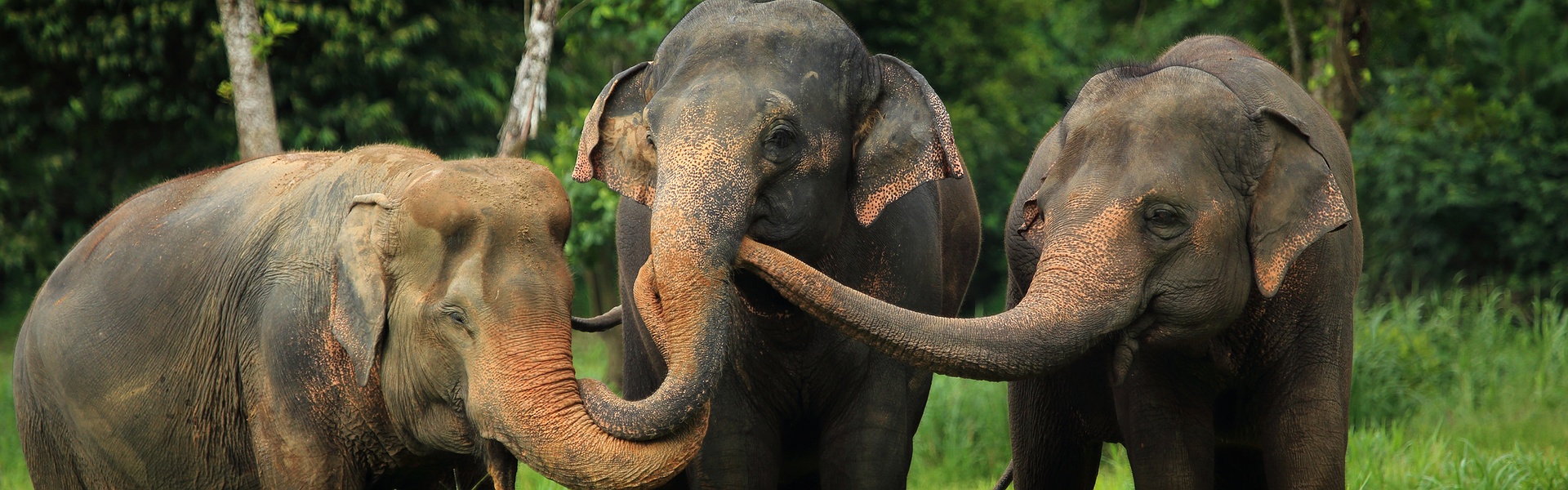 Elephant hills