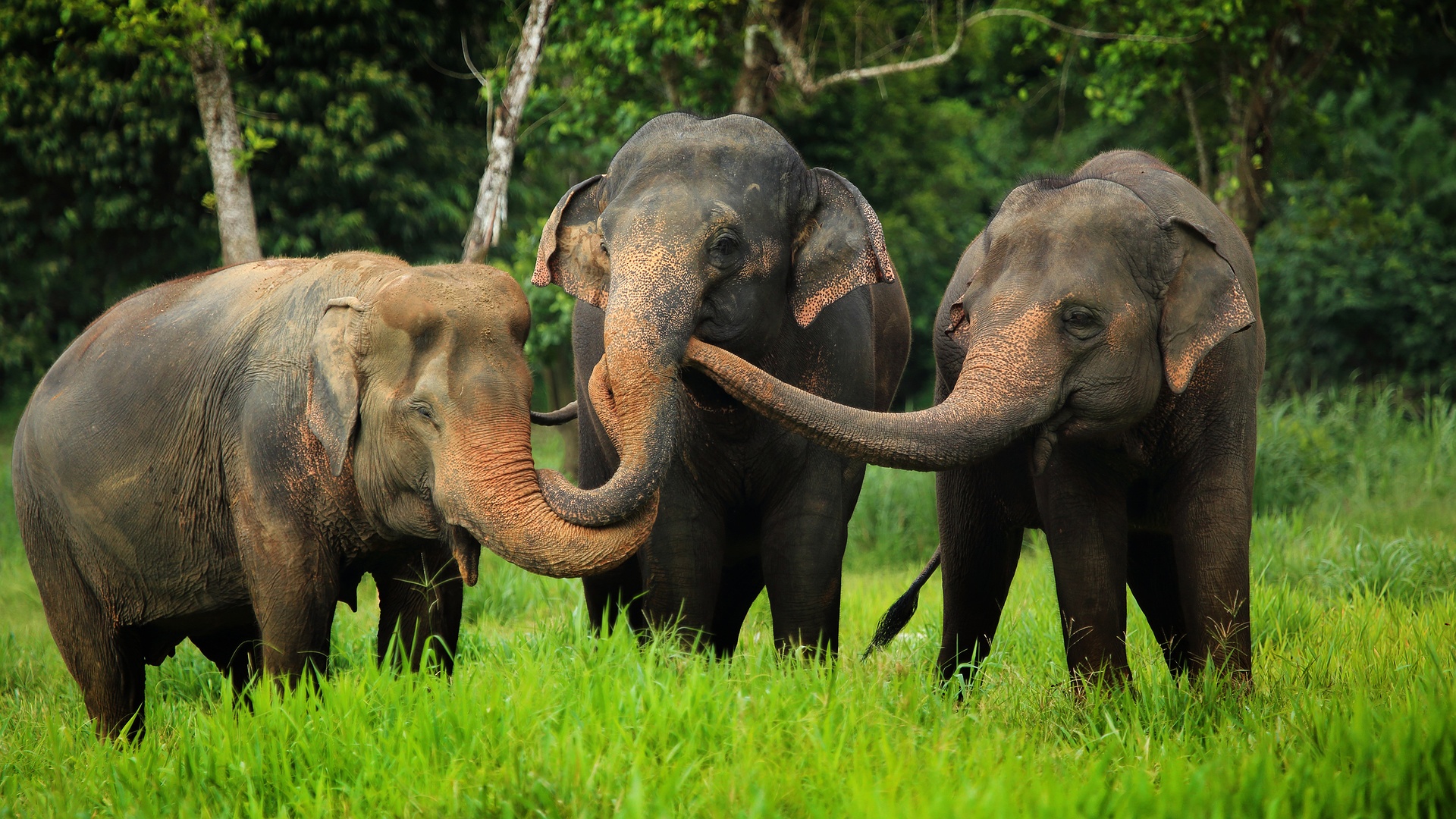 elephants at Elephant Hills