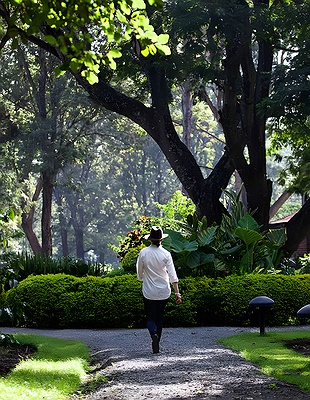 the Fig Tree Arch in Arusha National Park, Tanzania