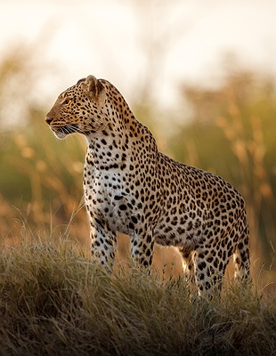 African leopard