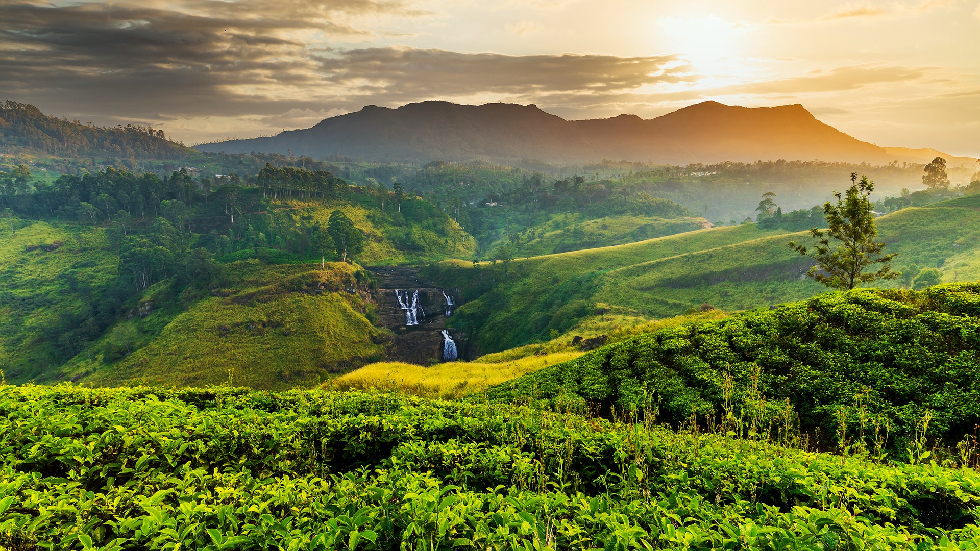 the lush green tea plantations of the Sri Lanka