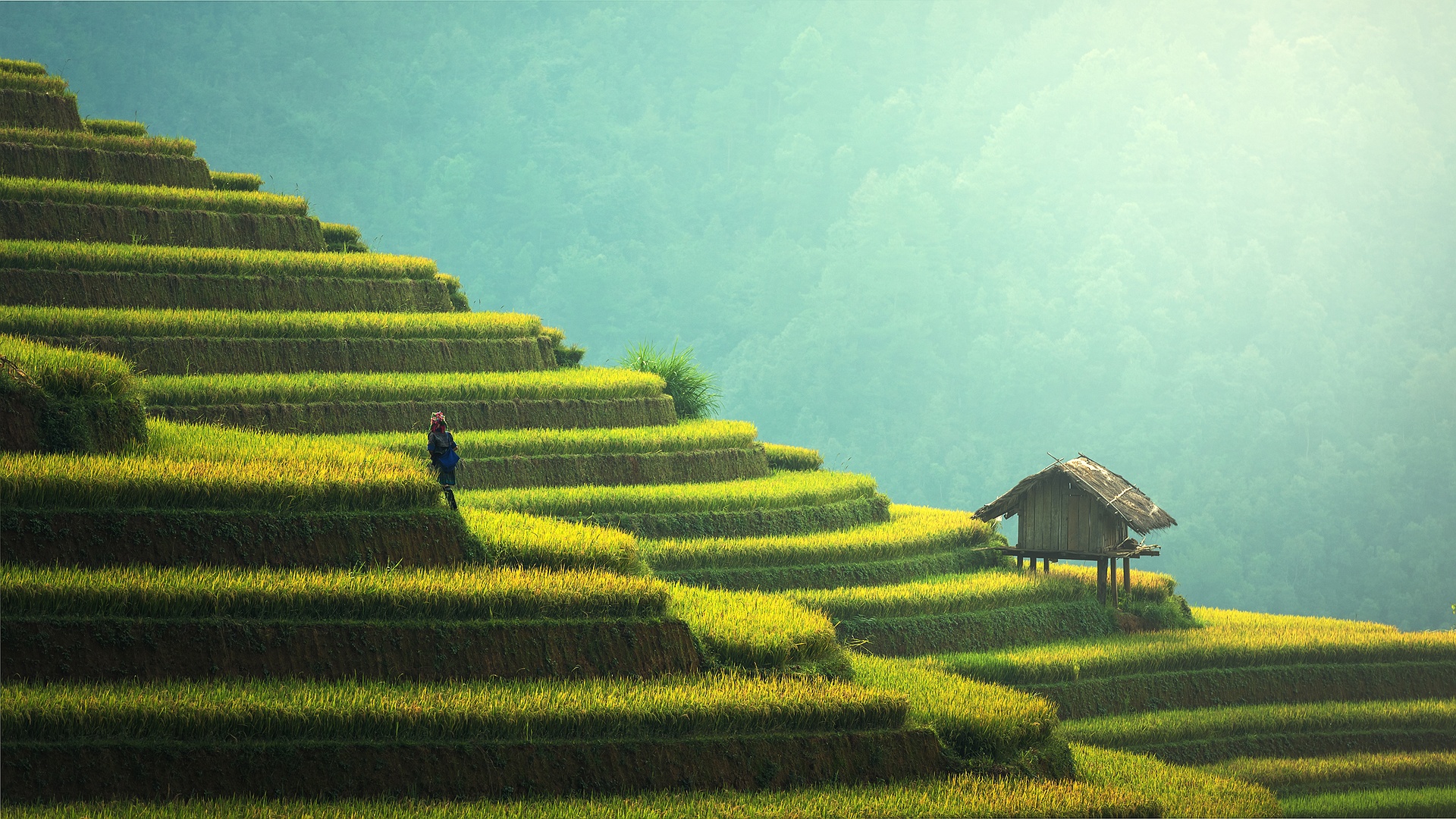 rice terraces, Vietnam