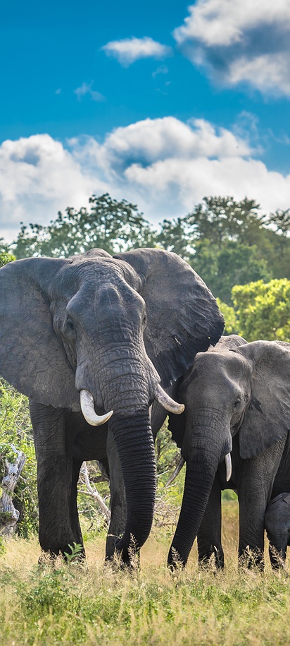 family of African bush elephants in their natural habitat within the Kruger National Park in South Africa