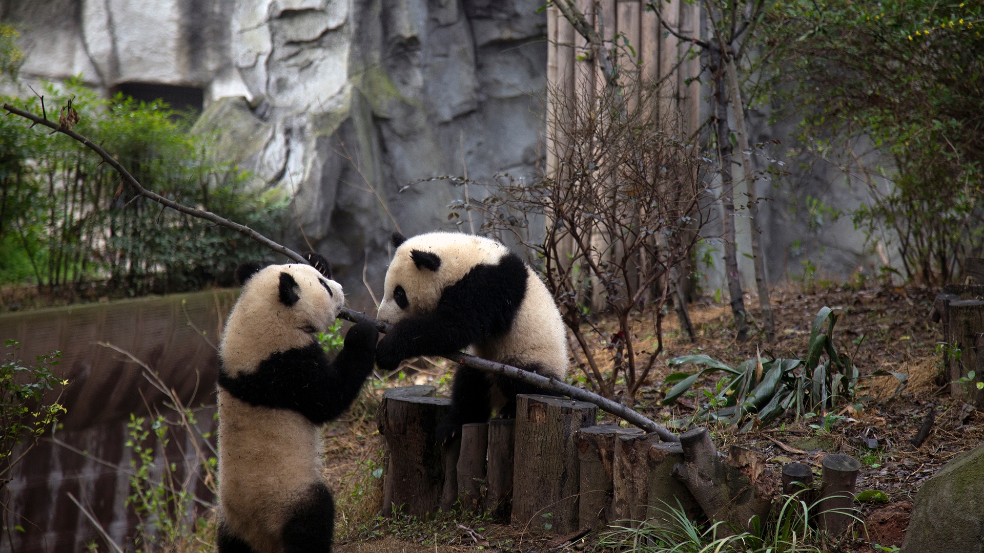 bear species native to China