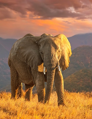 Elephants at Maasai Mara