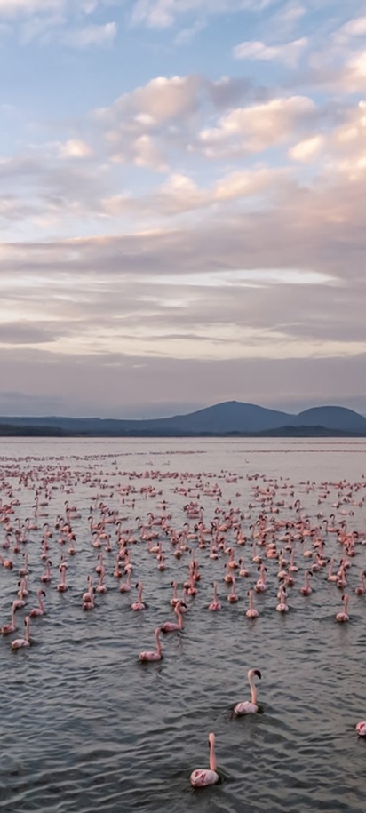 a flock of flamingos on the waters of Lake Elmenteita in Kenya